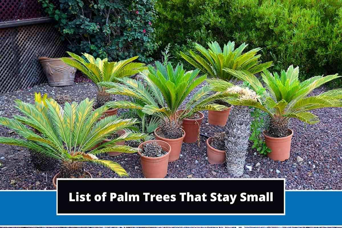 Top 9 Palm Trees That Stay Small (With Photos)