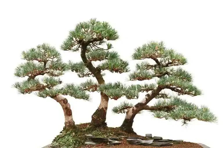 11 Different Types of Bonsai Trees