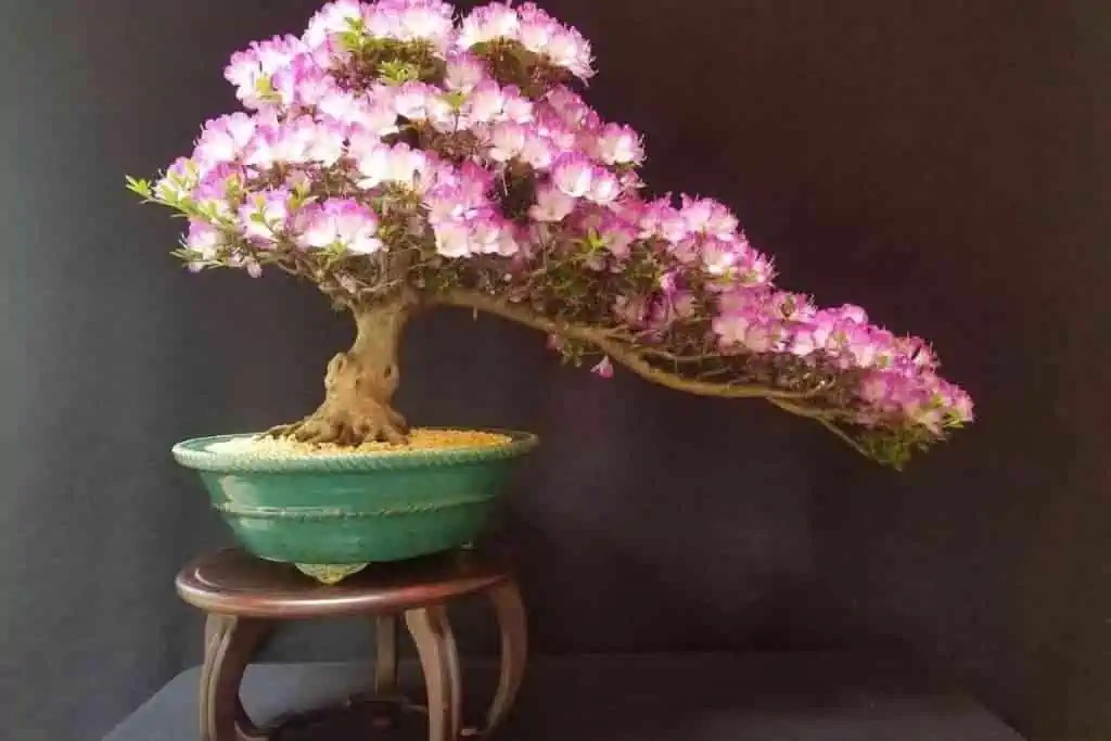 11 Different Types of Bonsai Trees