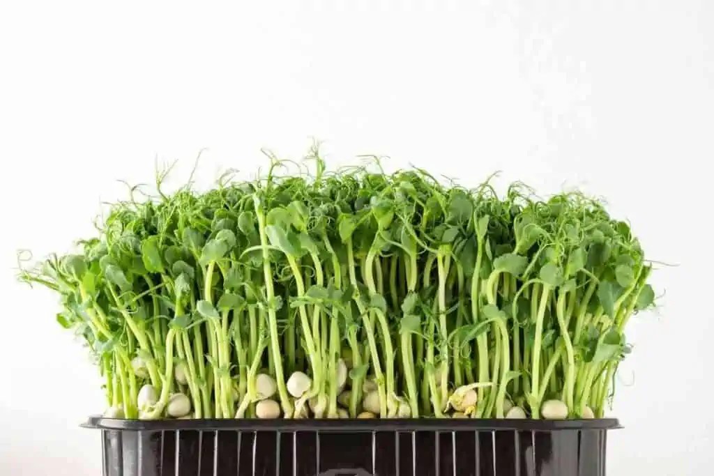 8 Different Peas Growing Stages (Explained)