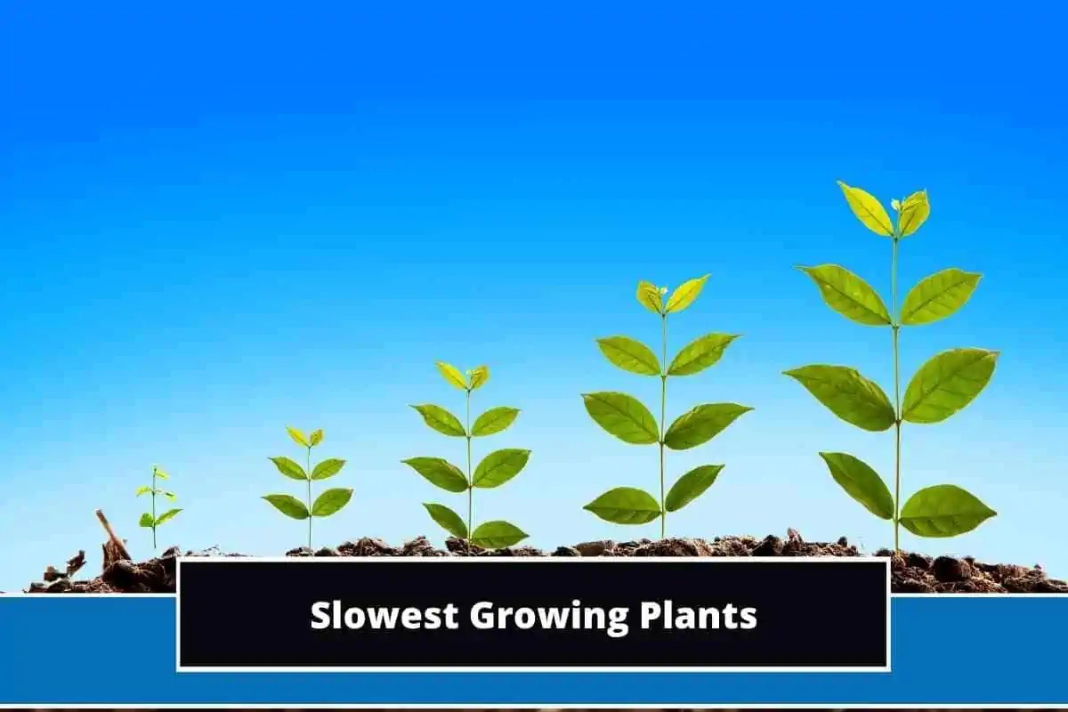 Top 9 Slowest Growing Plants (With Photos)