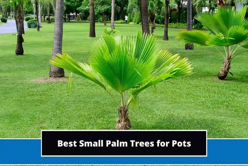 8 Best Small Palm Trees for Pots (With Photos)