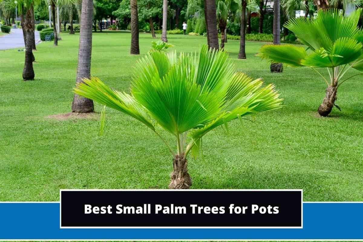 8 Best Small Palm Trees for Pots (With Photos)