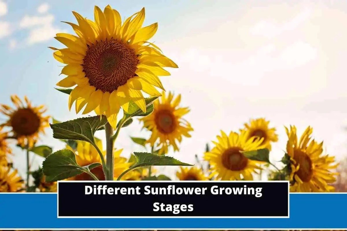 8 Different Sunflower Growing Stages