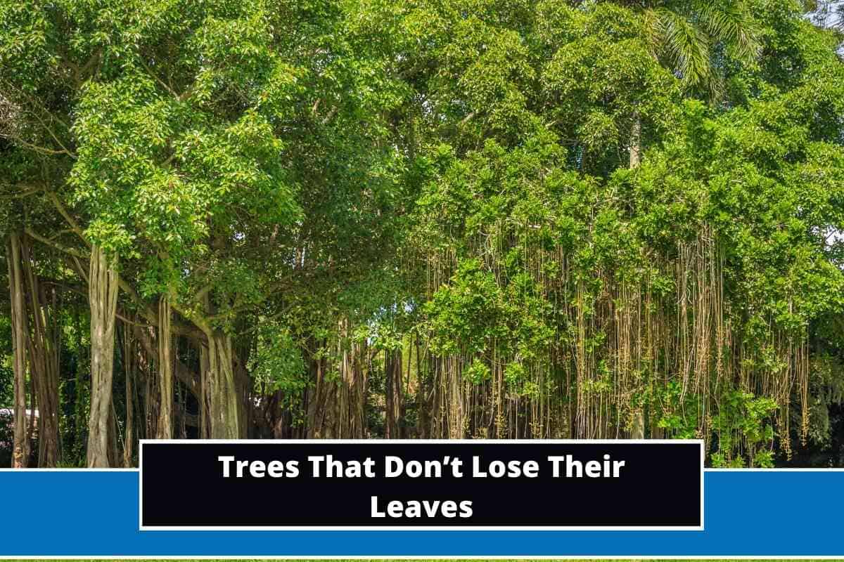 Top 15 Trees That Don’t Lose Their Leaves