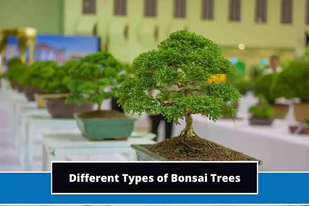 11 Different Types of Bonsai Trees
