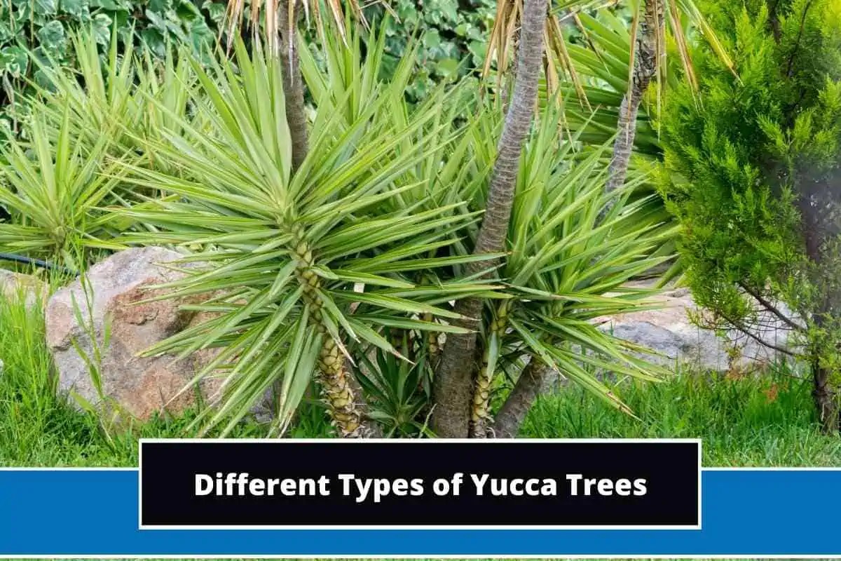 15 Different Types of Yucca Trees