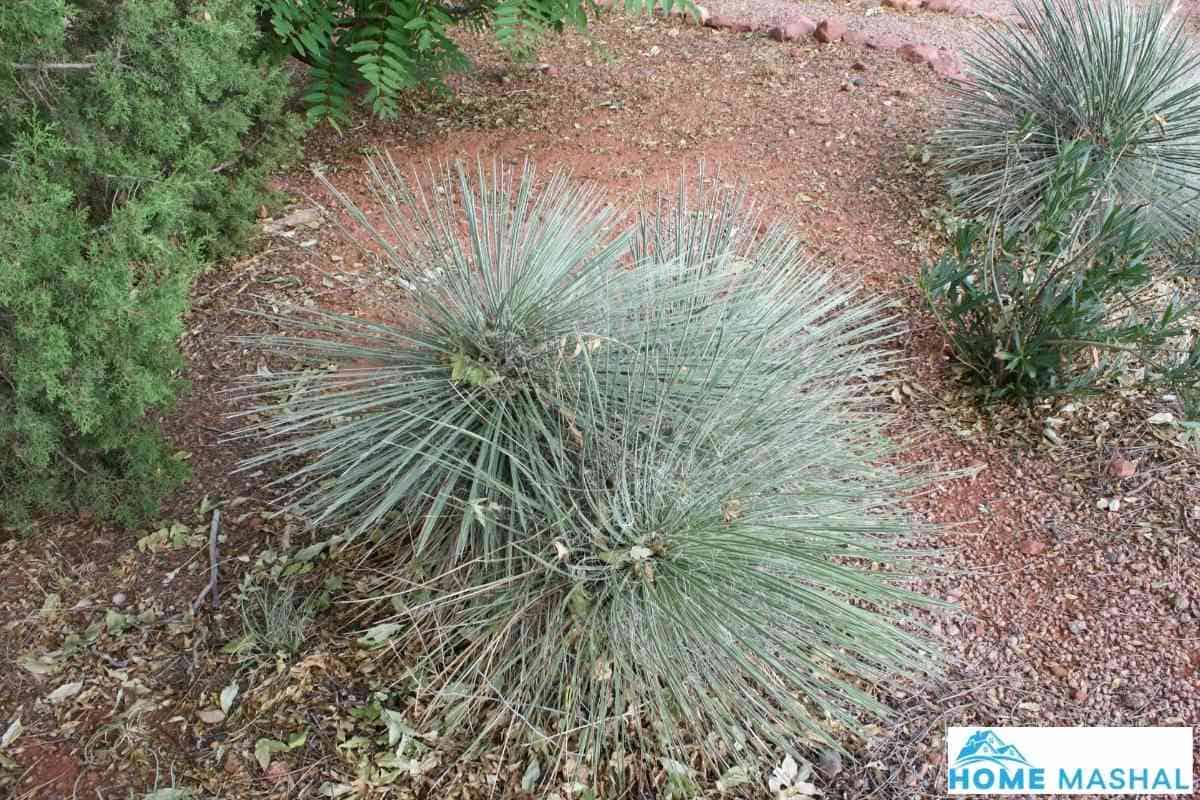 Is Yucca A Palm Tree? (Yucca Tree Explained)