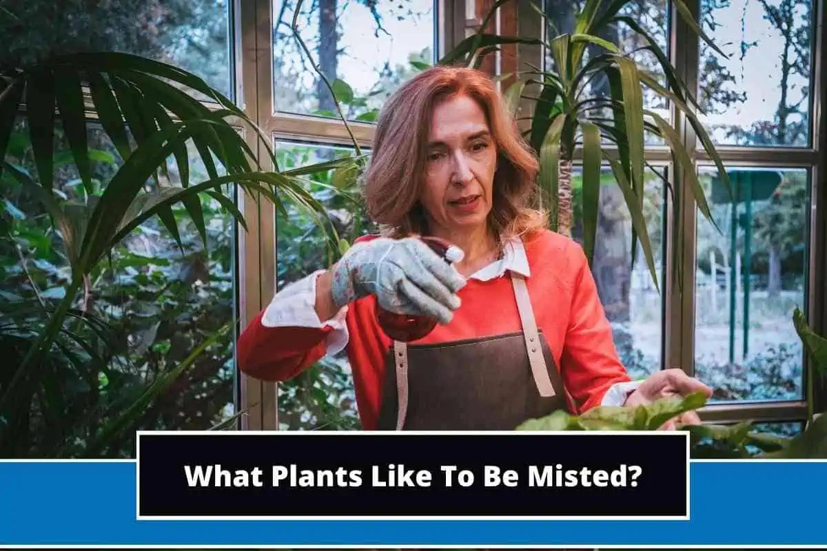 What Plants Like To Be Misted? (7 Known Plants)