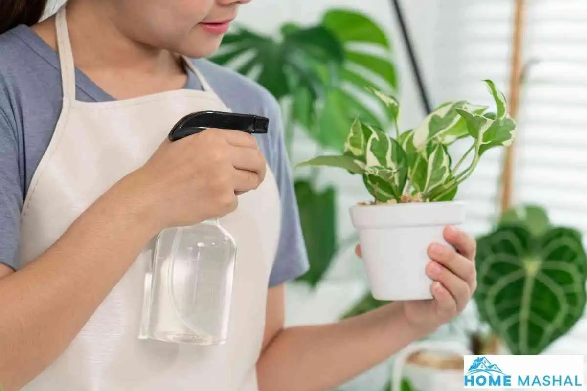 How To Mist Plants Without a Mister (6 Easy Approaches)
