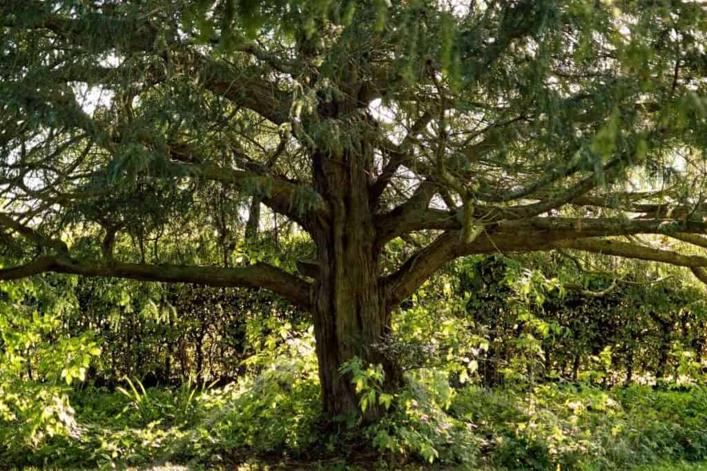 Top 15 Trees That Don’t Lose Their Leaves