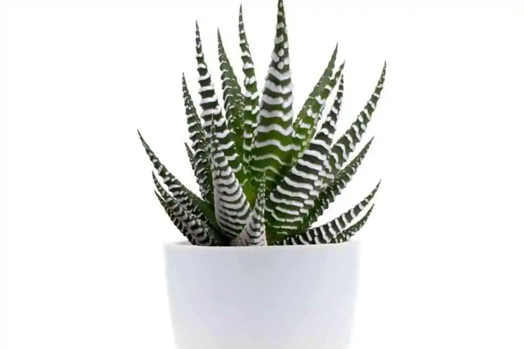 9 Best Potted Plants For Pool Area (With Photos)