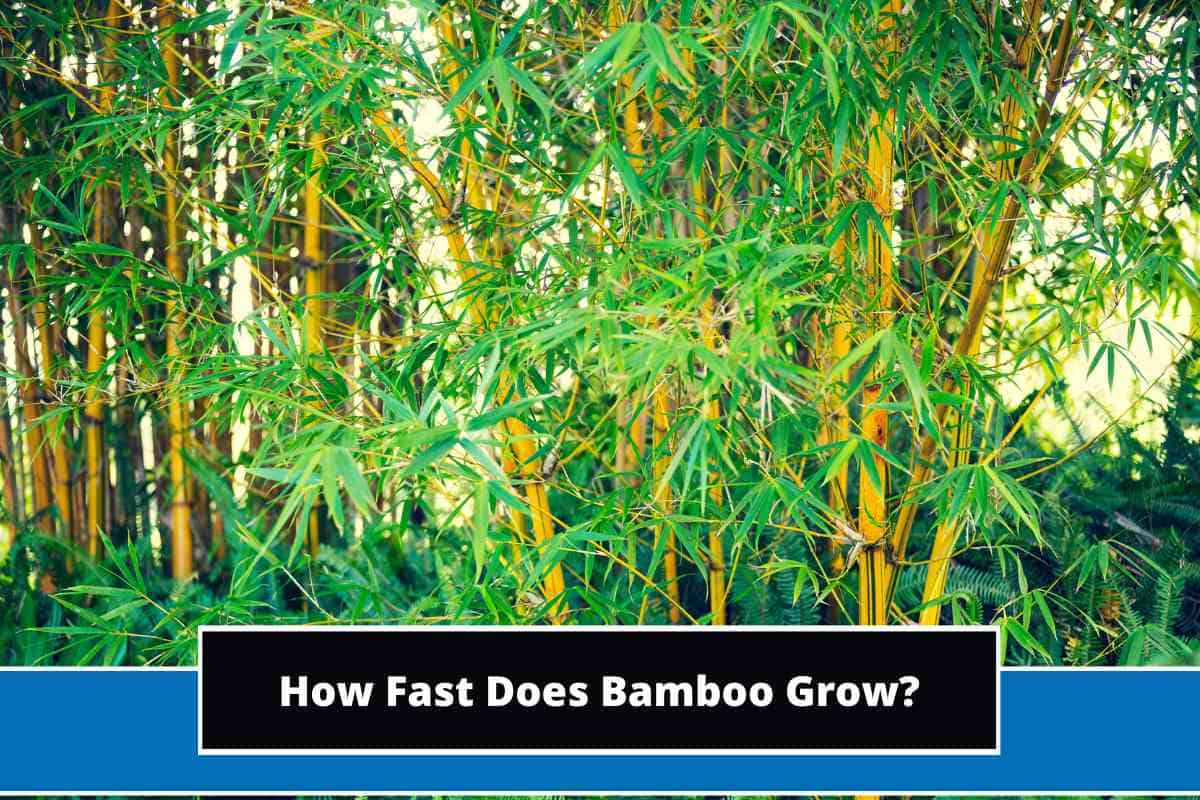 How Fast Does Bamboo Grow? (Bamboo Growth Rate Explained)