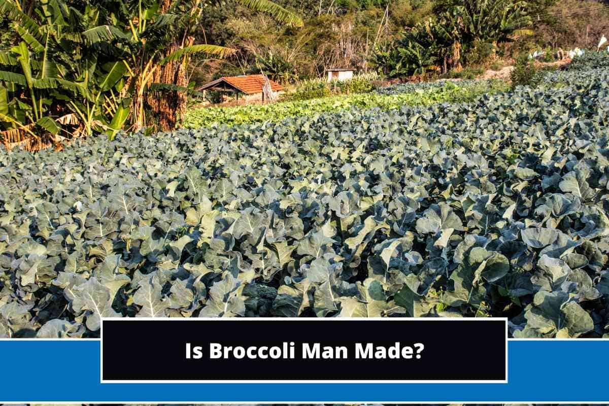 Is Broccoli Man Made? (Or is it Natural)