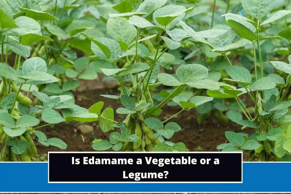 Is Edamame a Vegetable or a Legume? (Detailed Explanation)