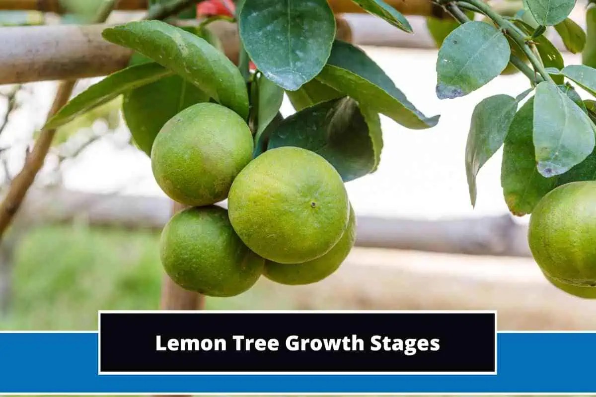 8 Different Lemon Tree Growth Stages