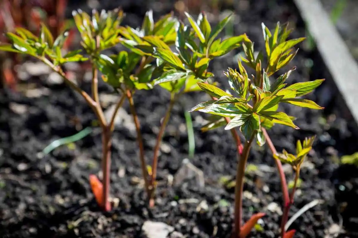 6 Different Peony Growth Stages (Explained)