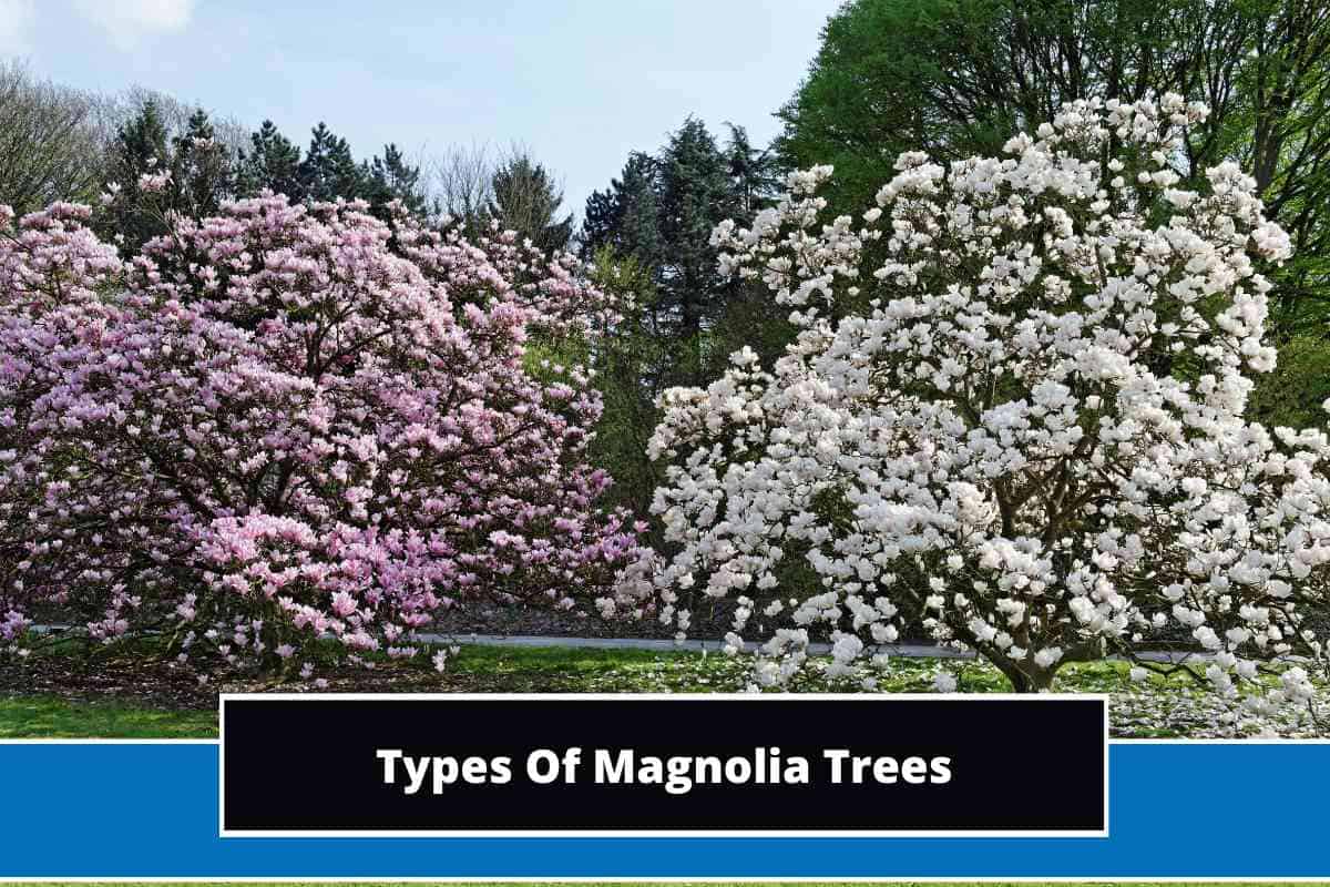 14 Different Types Of Magnolia Trees (With Photos)