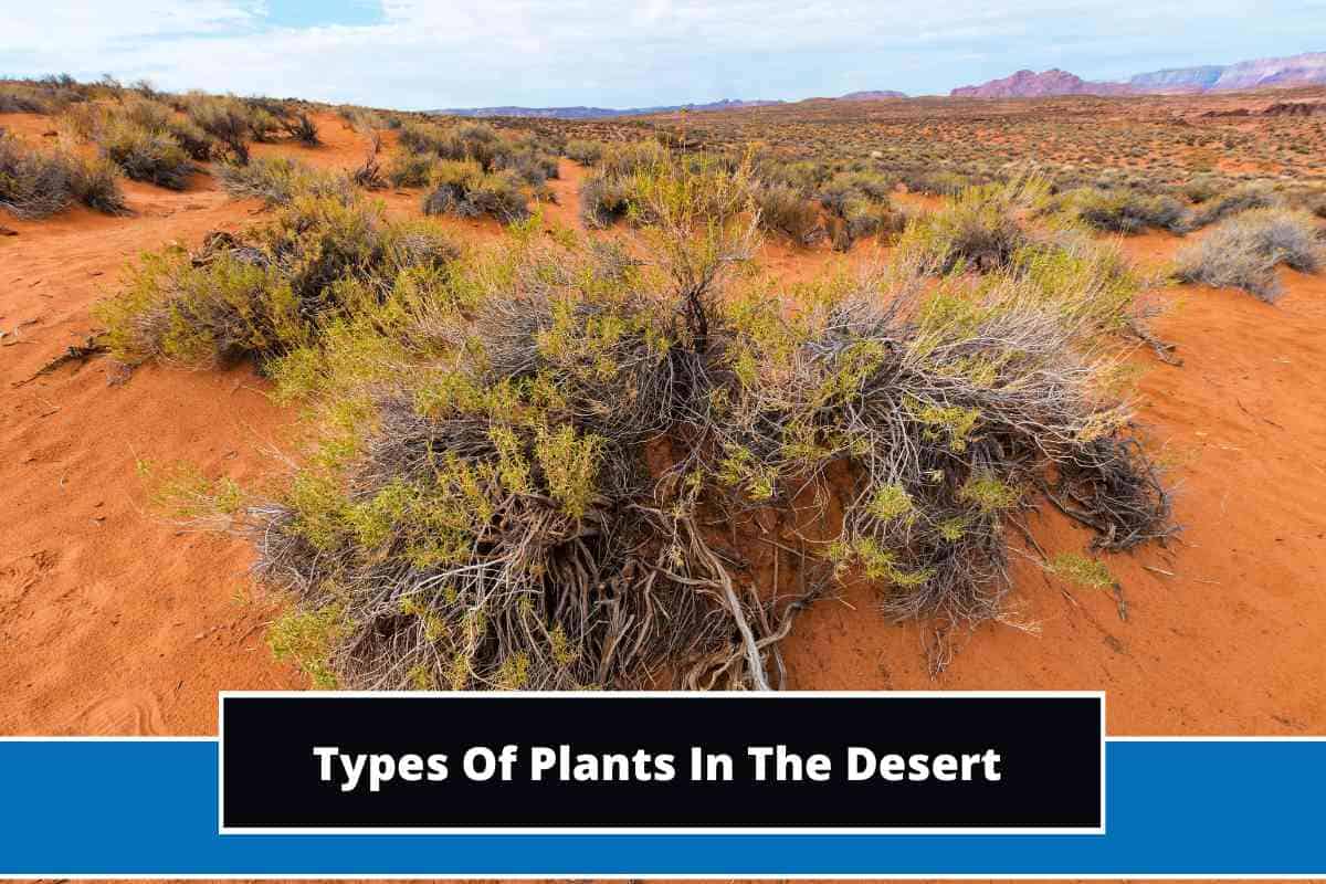 13 Different Types Of Plants In The Desert (With Photos)