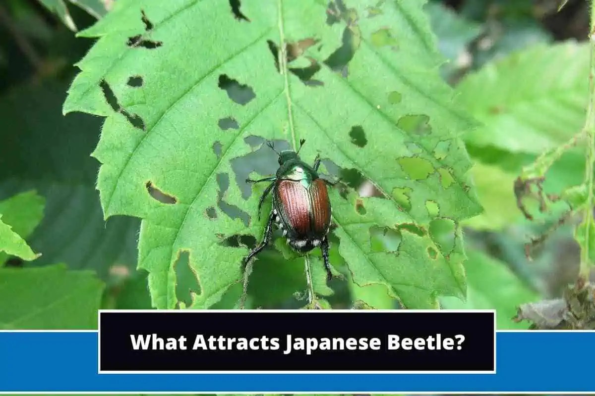 What Attracts Japanese Beetles? (Answered)