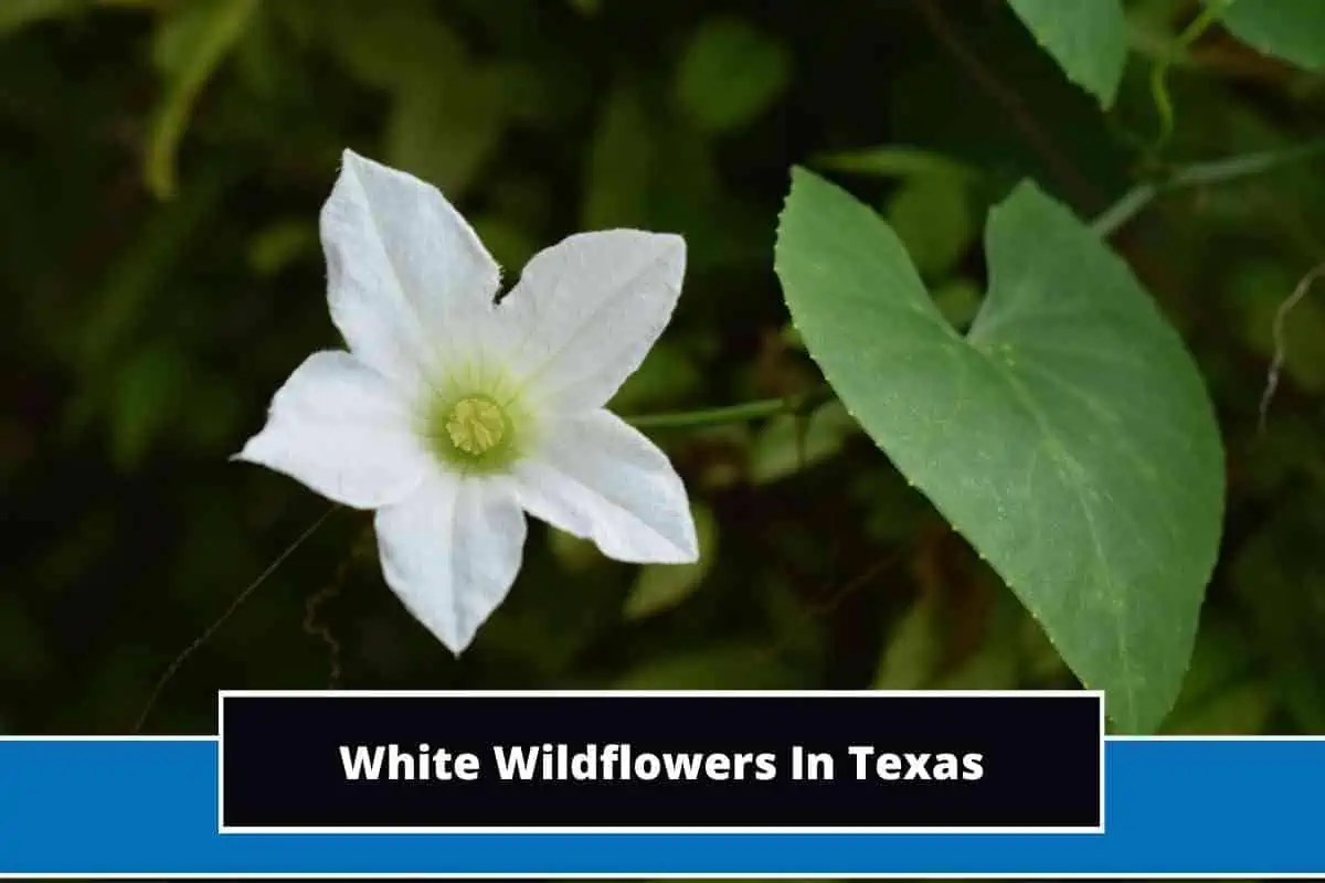 Top 12 White Wildflowers In Texas (With Photos)