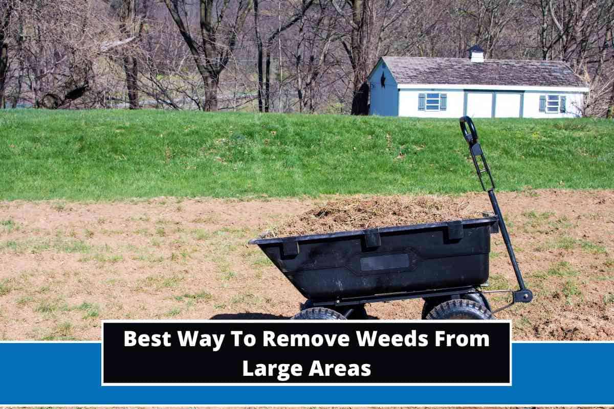 Best Ways To Remove Weeds From Large Areas (5 Practical Ways)