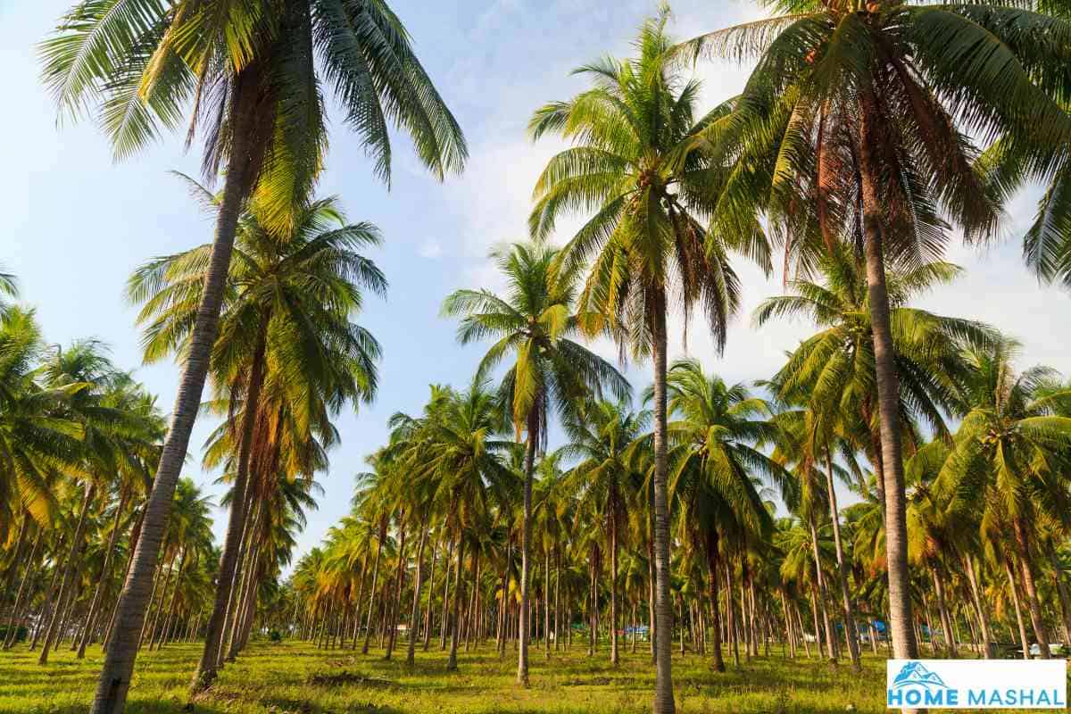 Coconut Tree Vs Palm Tree Key Differences
