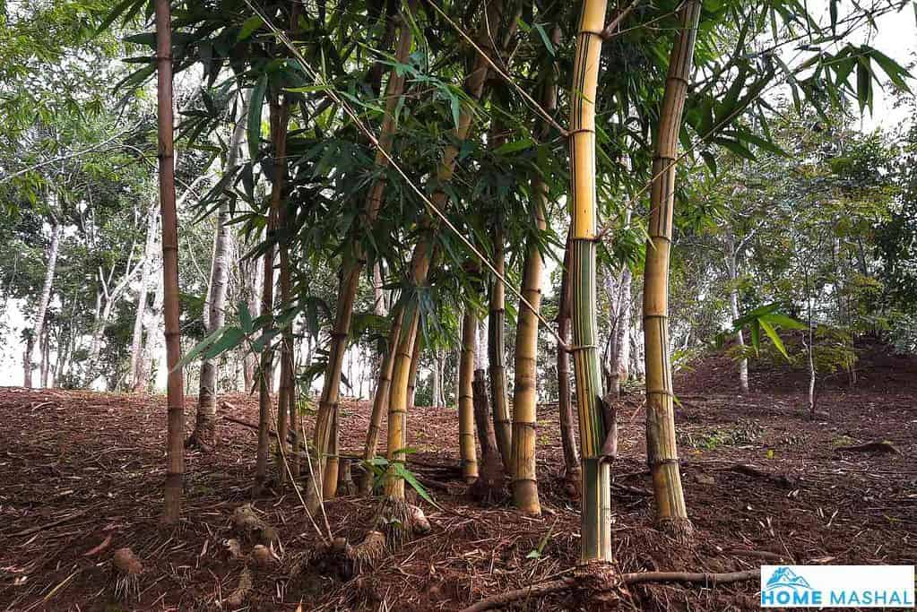 How Fast Does Bamboo Grow? (Bamboo Growth Rate Explained)