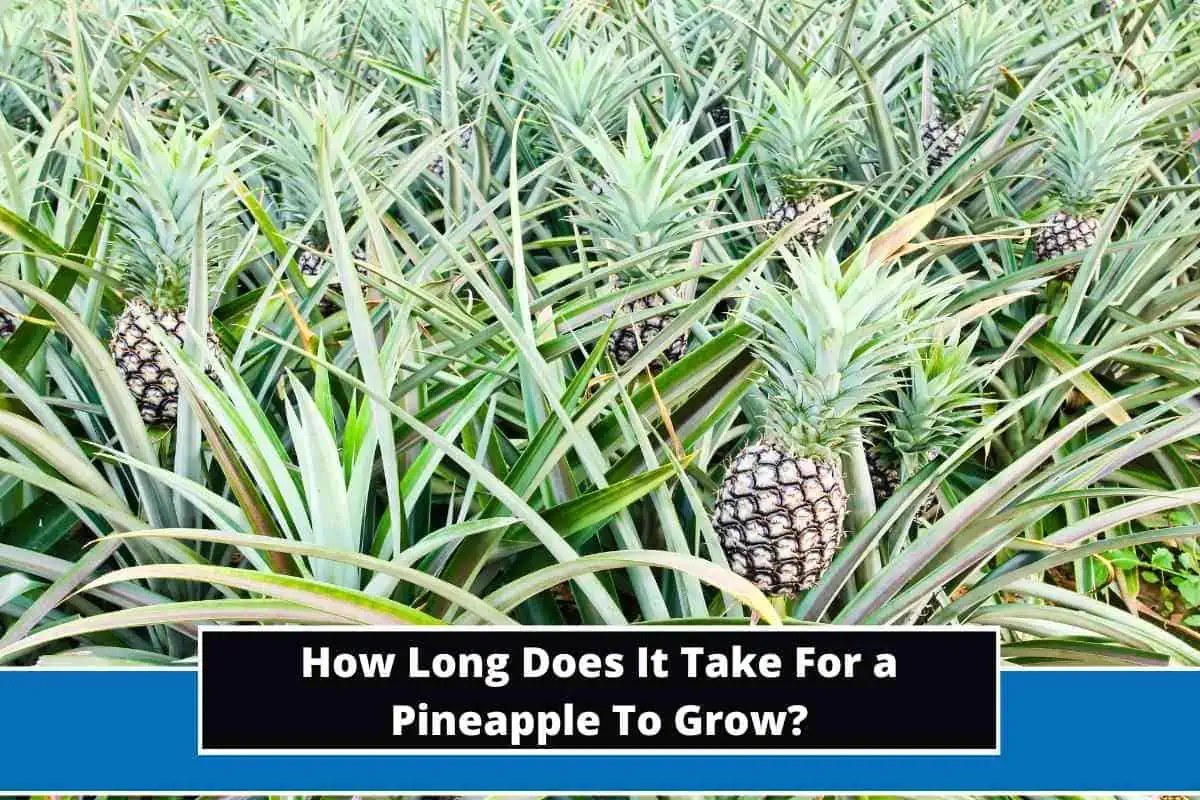 How Long Does It Take For a Pineapple To Grow?