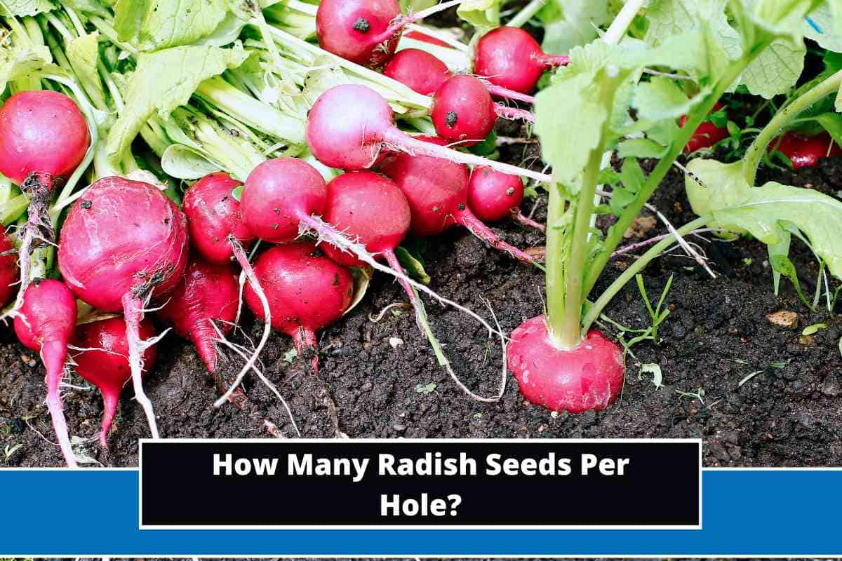 How Many Radish Seeds Per Hole? (Detailed Explanation)