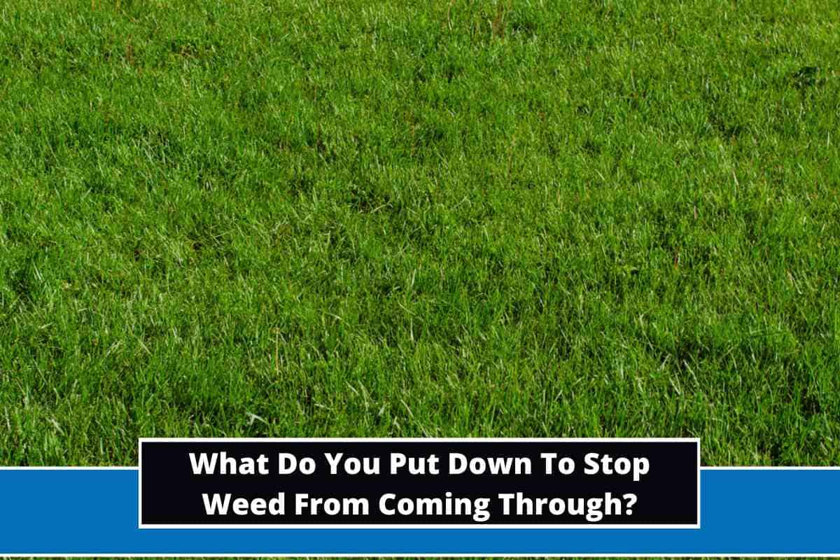 What Do You Put Down To Stop Weed From Coming Through?