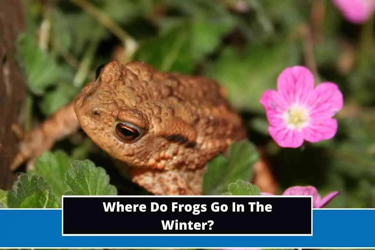Where Do Frogs Go In The Winter? (Express Answer)