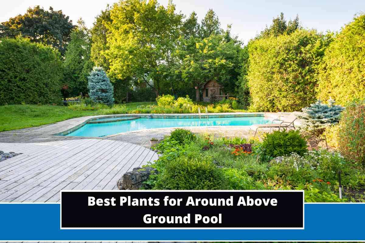 15 Best Plants for Around Above Ground Pool
