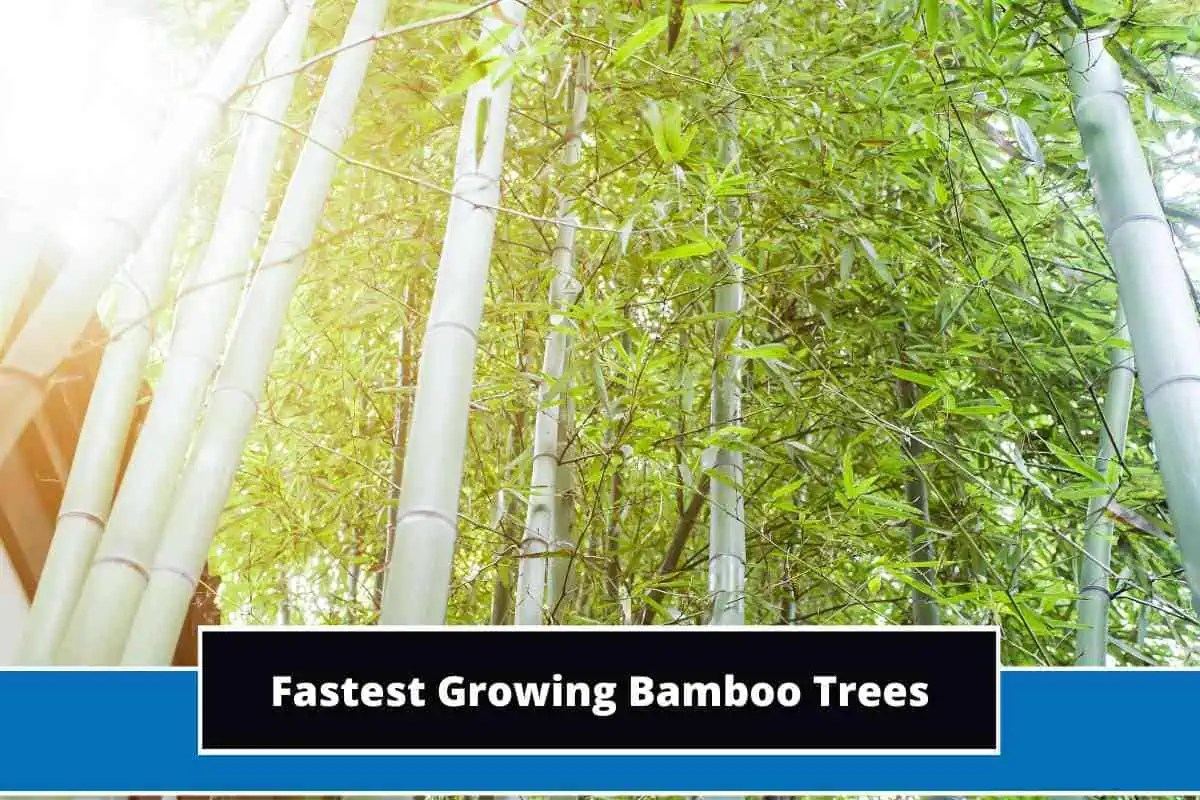 Top 10 Fastest Growing Bamboo Trees (With Photos)
