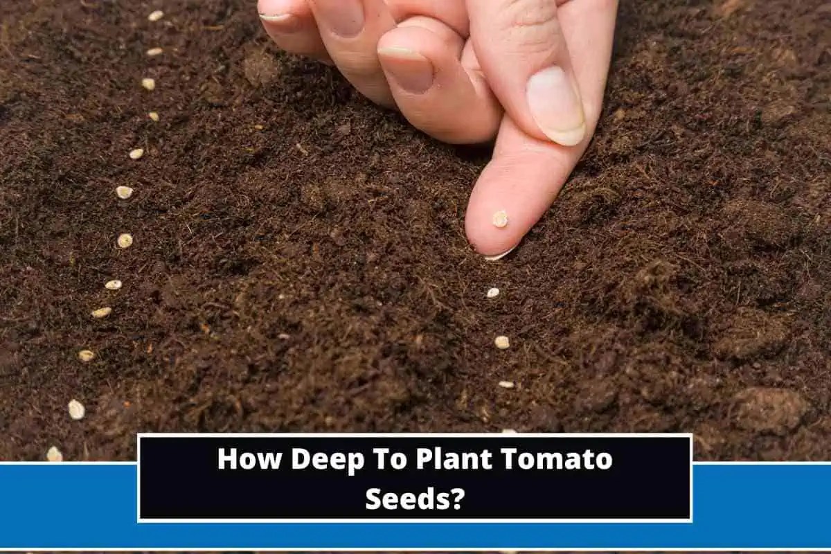 How Deep To Plant Tomato Seeds?
