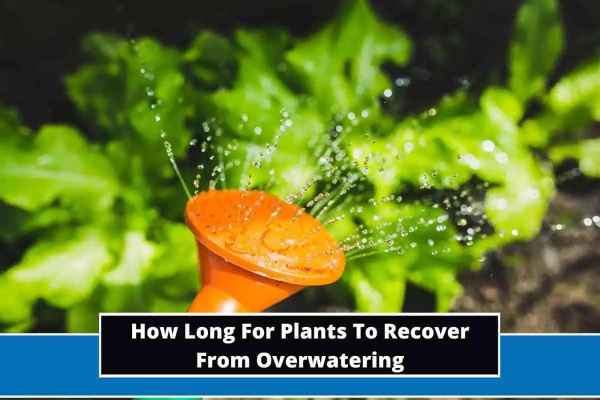 How Long For Plants To Recover From Overwatering?