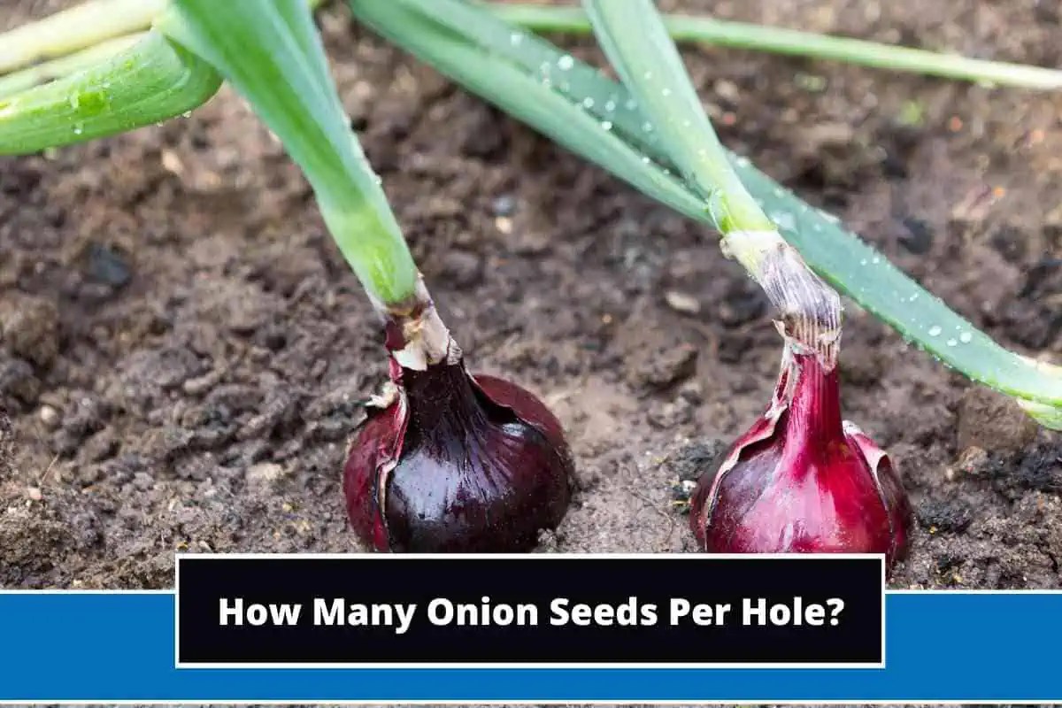 How Many Onion Seeds Per Hole?
