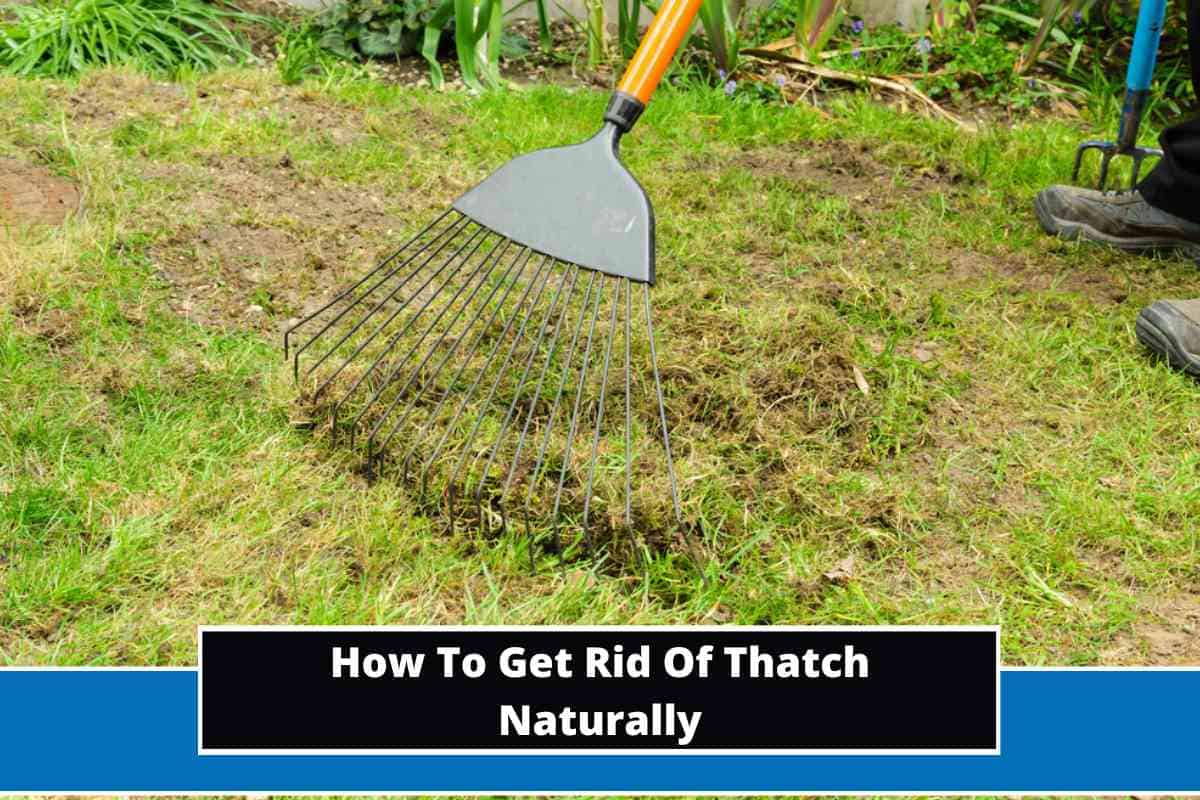 How To Get Rid Of Thatch Naturally