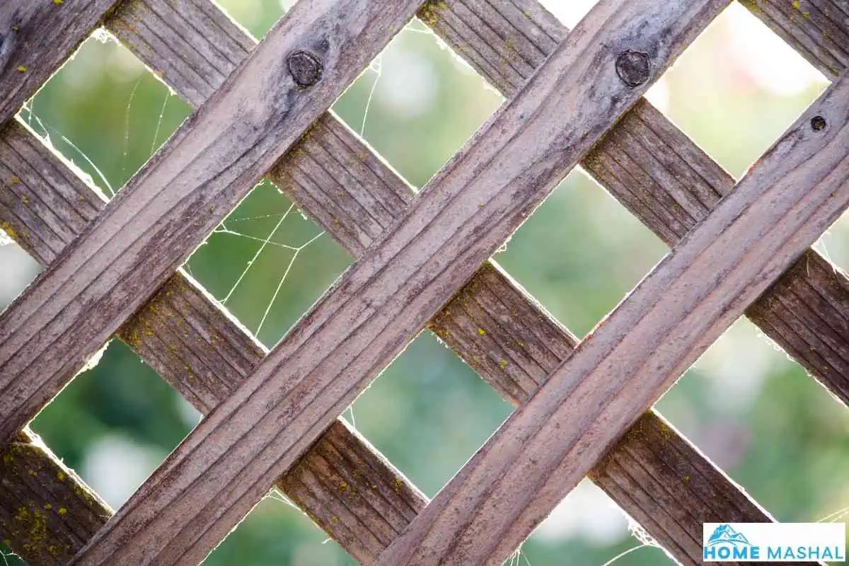 Top 7 Townhouse Patio Privacy Ideas (With Photos)