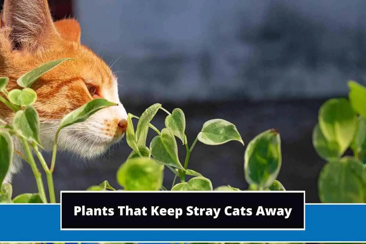 Top 9 Plants That Keep Stray Cats Away (With Photos)