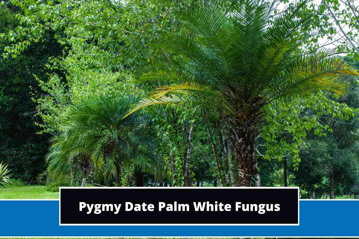 Pygmy Date Palm White Fungus (Causes & Remedy)