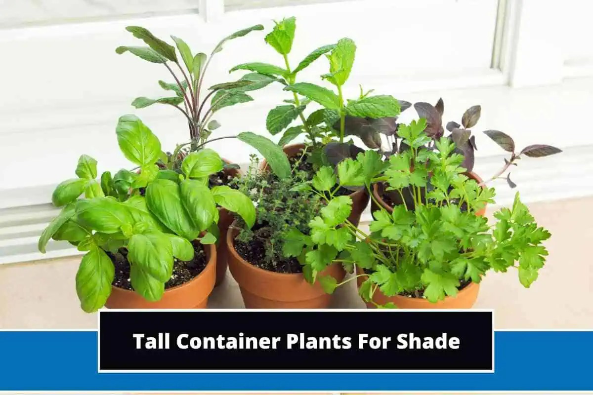 14 Best Tall Container Plants For Shade (With Photos)