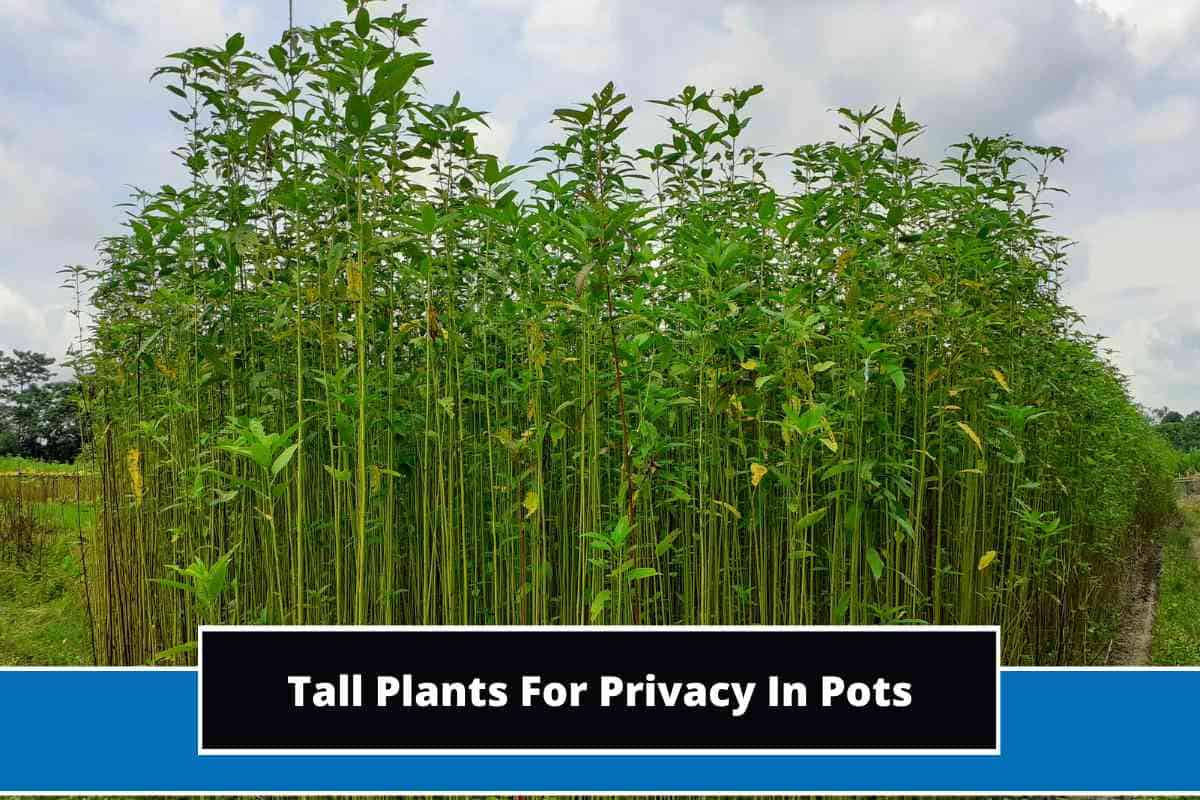 12 Tall Plants For Privacy In Pots (With Photos)