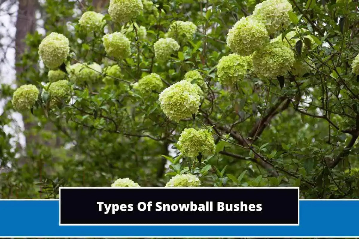 4 Different Types Of Snowball Bushes (With Photos)