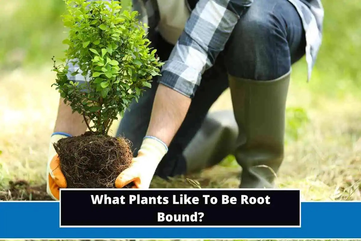 What Plants Like To Be Root Bound? (6 Known Plants)
