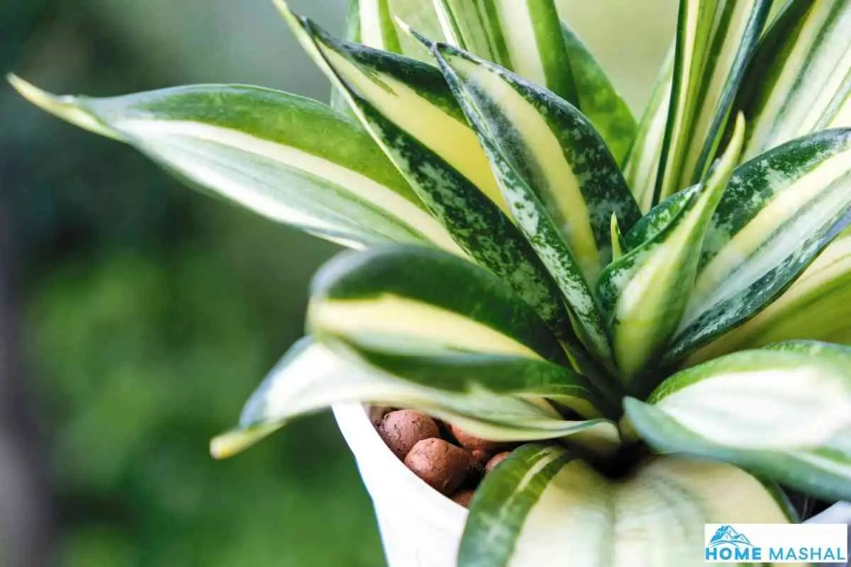 Do Snake Plants Like To Be Root Bound?