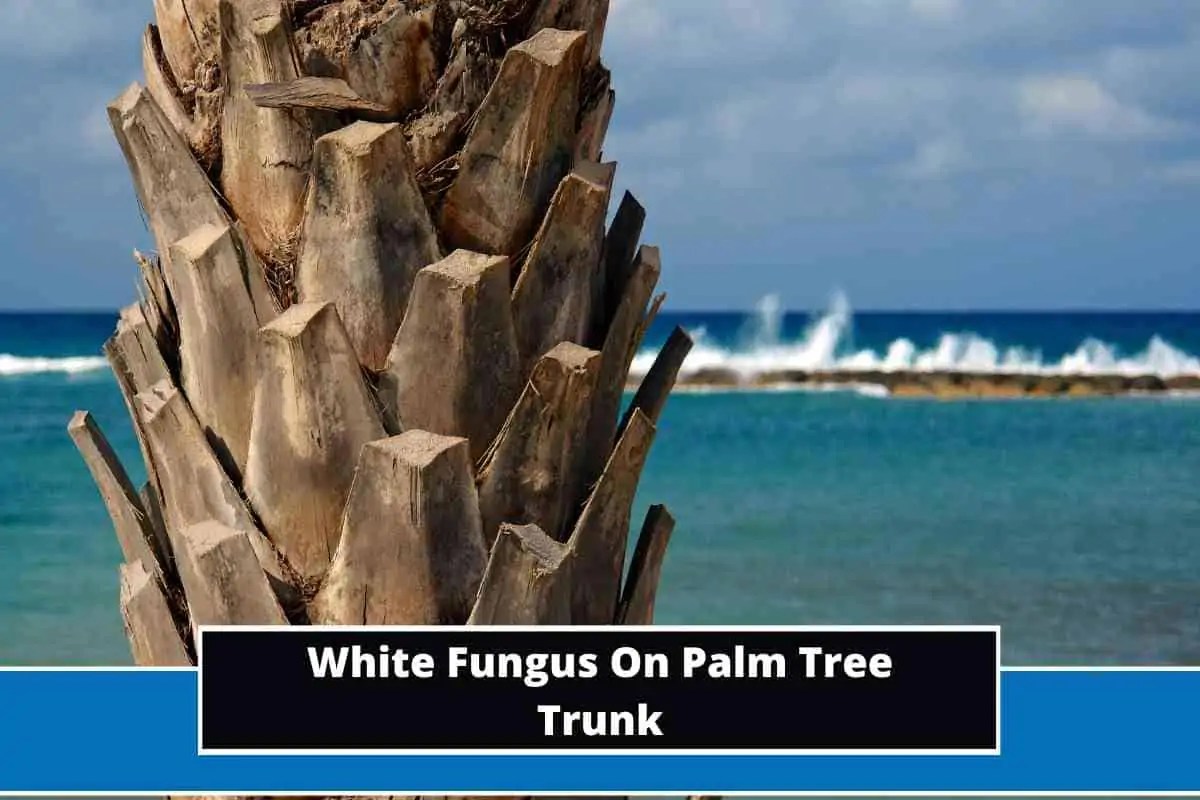 White Fungus On Palm Tree Trunk (Causes & Remedies)