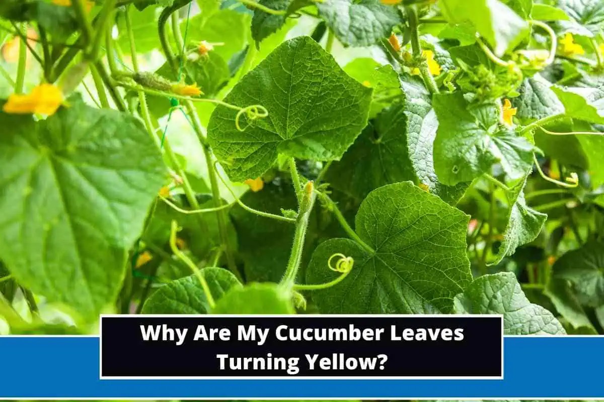 Why Are My Cucumber Leaves Turning Yellow?