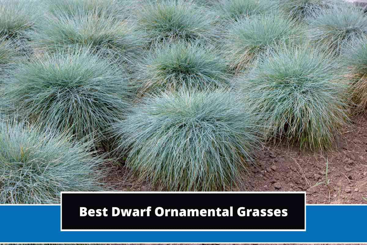 10 Best Dwarf Ornamental Grasses (With Photos)
