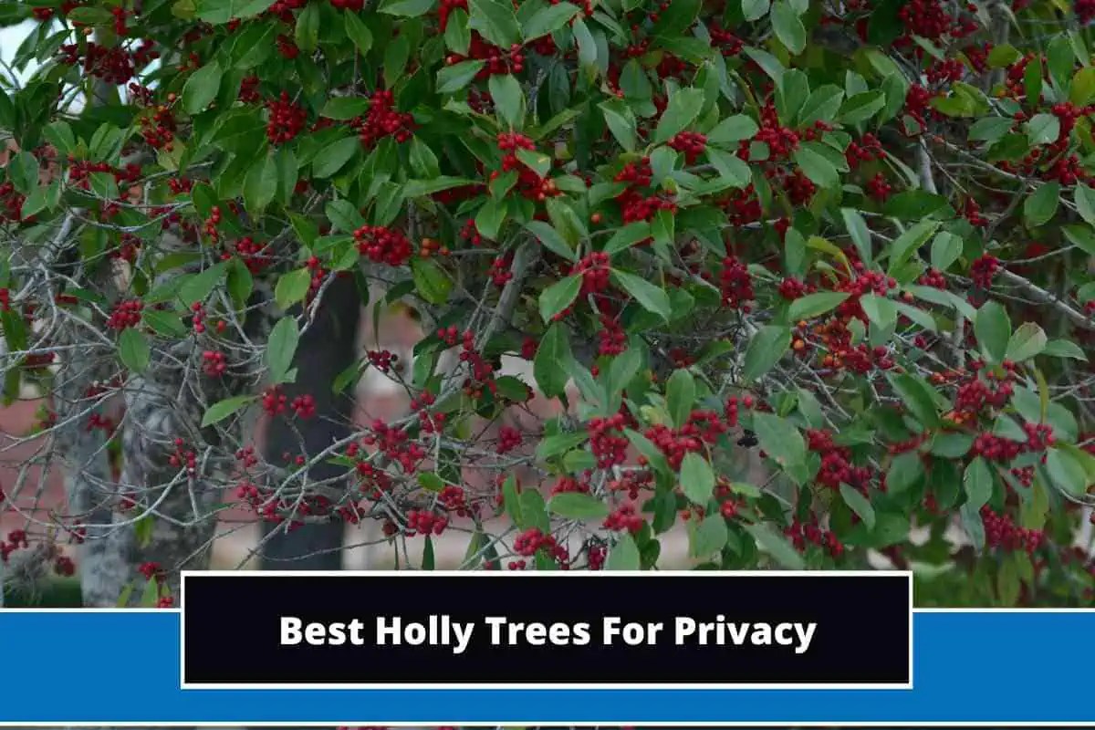 5 Best Holly Trees For Privacy (With Photos)